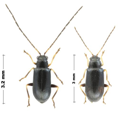 Réf. 296 861 : Luperus alpicus